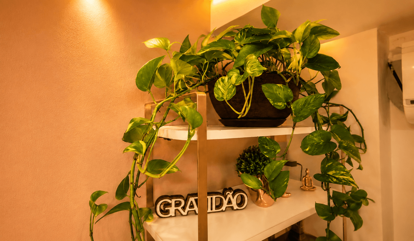 Jiboia natural e decoração com a palavra gratidão no Studio Eva Andrade